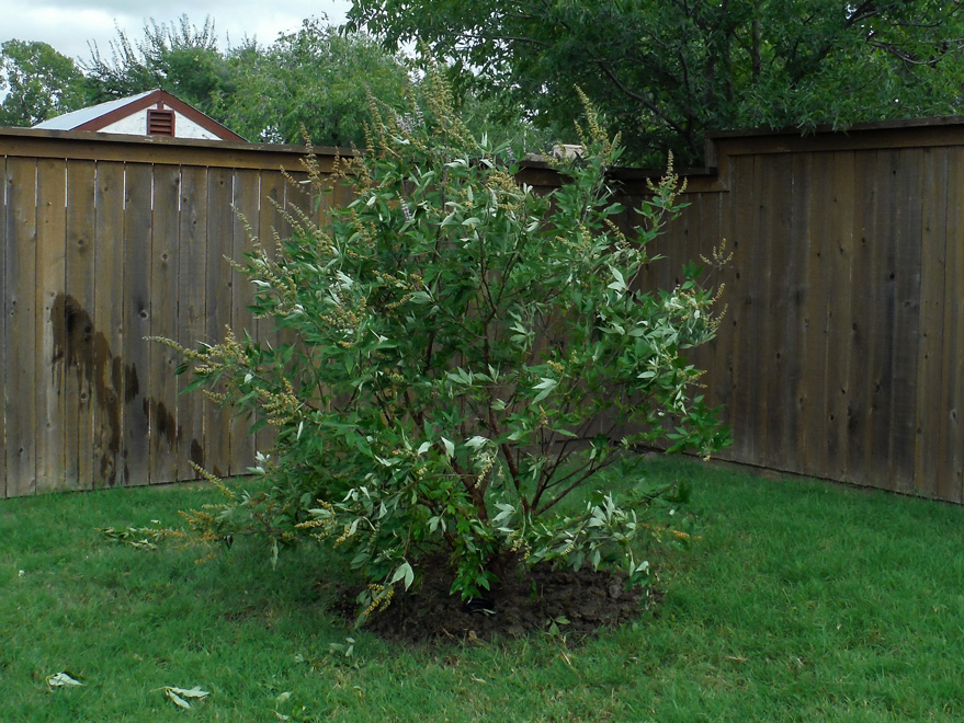 Multi trunk Vitex installed in a backyard. You can prune the trunks up higher like crape myrtles as they grow.