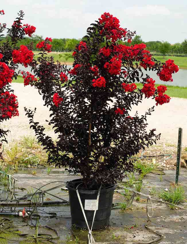 Black Diamond Crape Myrtle Container Treeland Nursery 