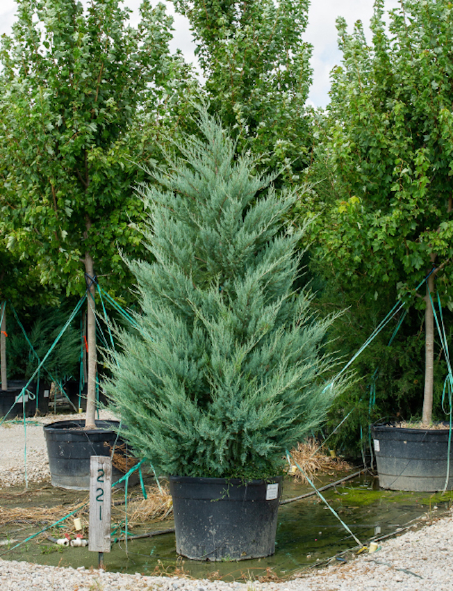 Burkii Eastern Red Cedar Image