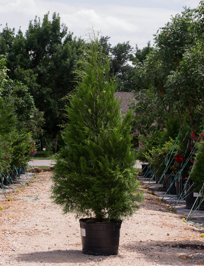 Eastern Red Cedar Image