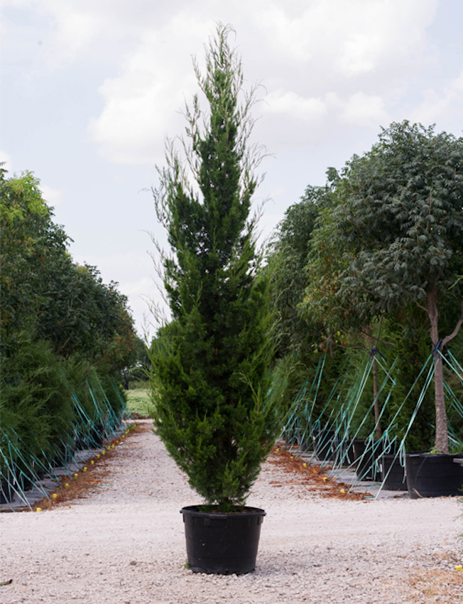 Brodie Eastern Red Cedar Image