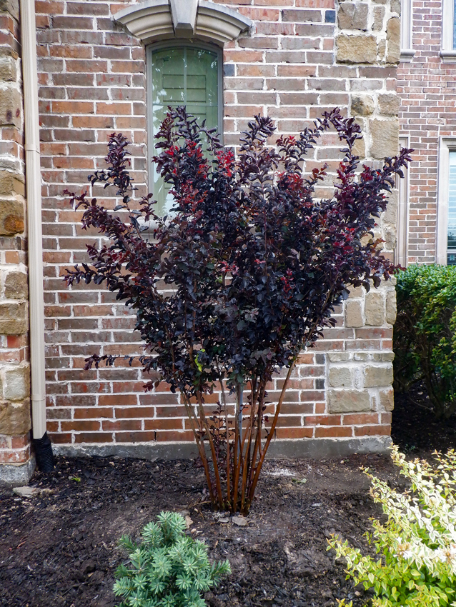 Black Diamond Crape Myrtle Treeland Nursery 90 