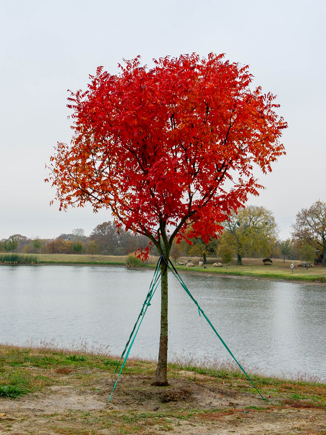 Chinese Pistache - Fort Worth, Texas - The Tree Place – The Tree Place TX