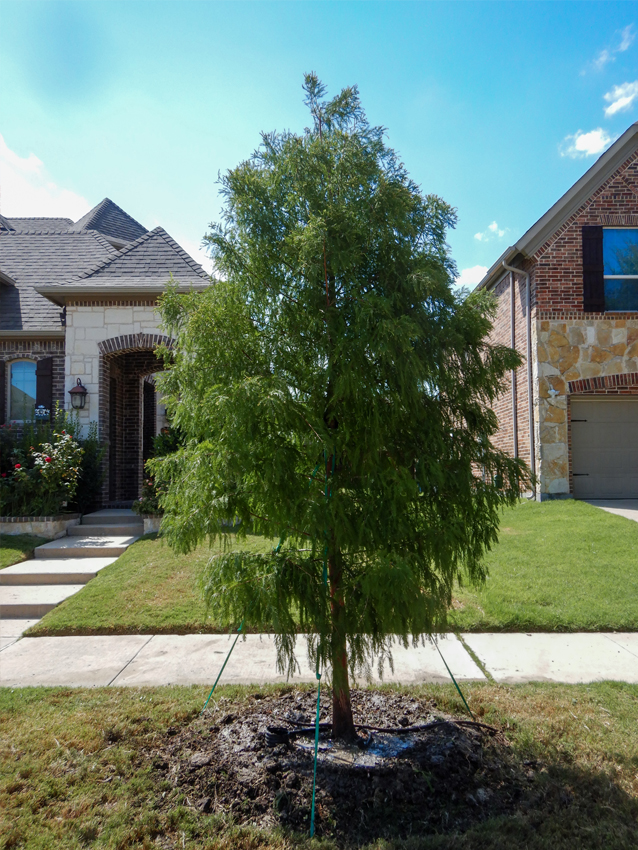 Bald Cypress Image