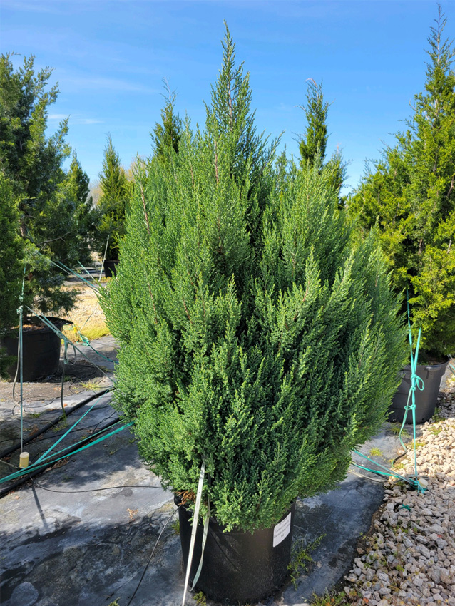 Blue Point Juniper Image