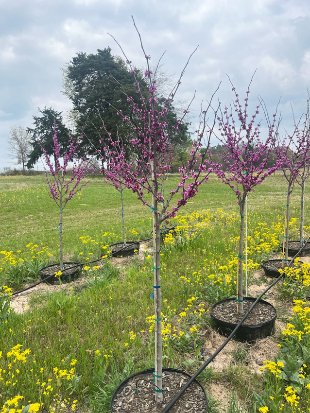 Merlot Redbud Image