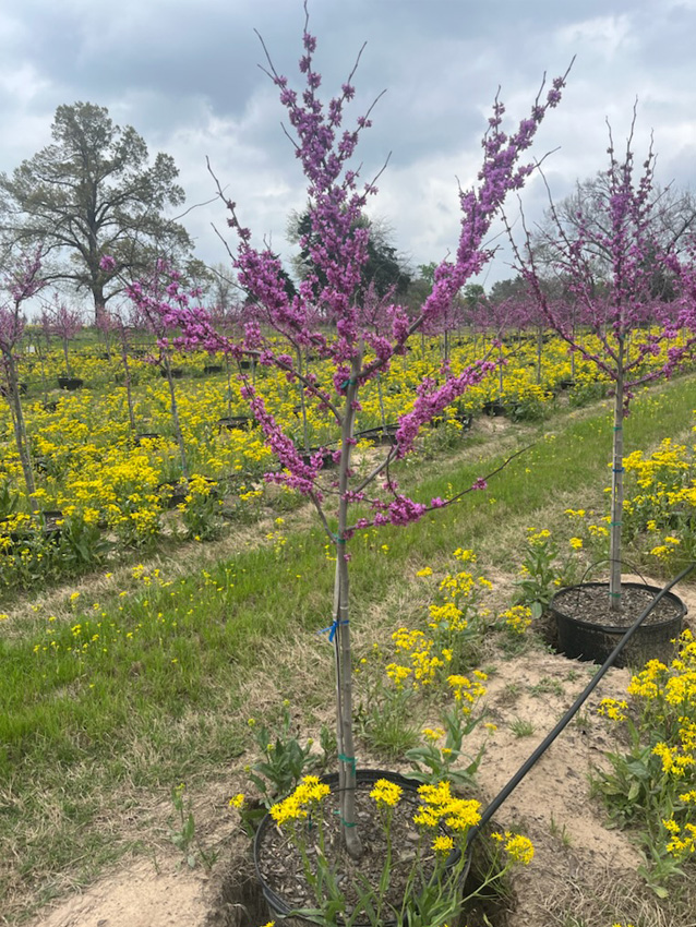 Oklahoma Sparkler Redbud Image