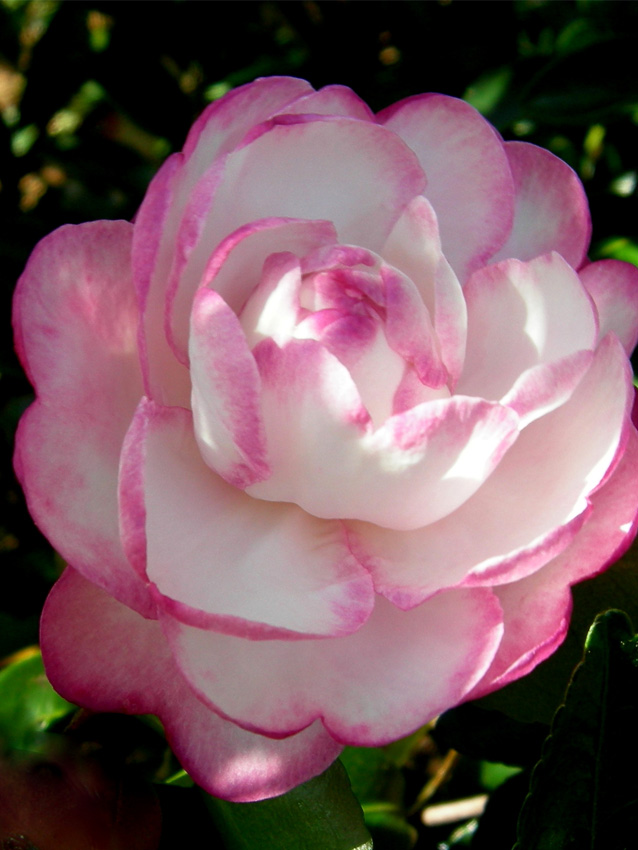 Moonshadow Camellia Sasanqua Image