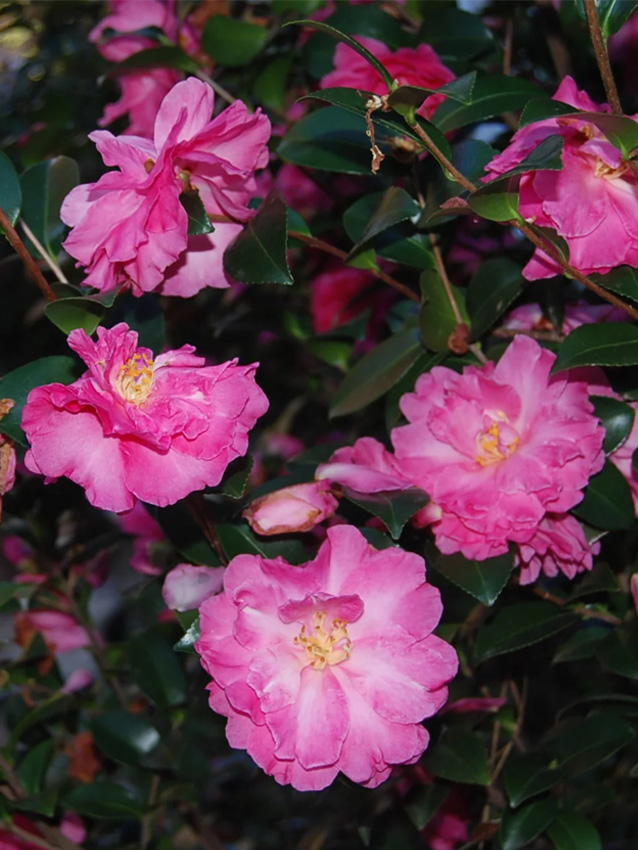 Rose of Autumn Camellia Sasanqua Image