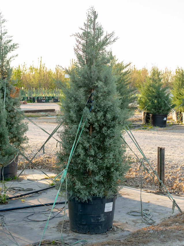 Blue Ice Arizona Cypress Image