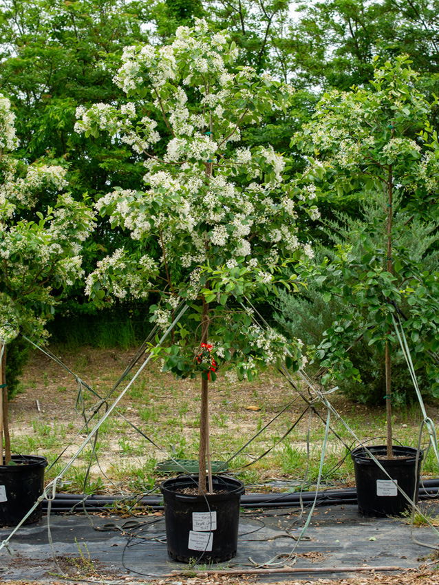 Chinese Fringe Tree Image