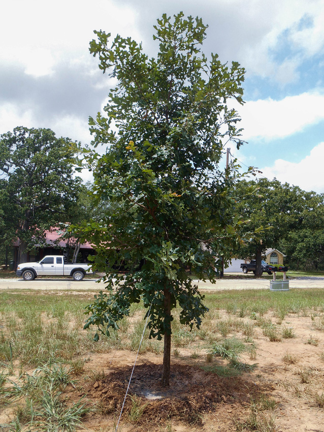 Bur Oak Image