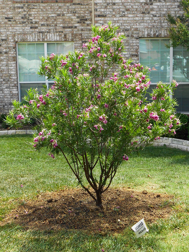 Bubba Desert Willow Image