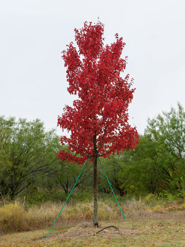 Brandywine Maple Image