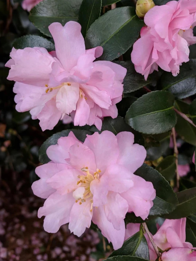 Pink Snow Camellia Sasanqua Image