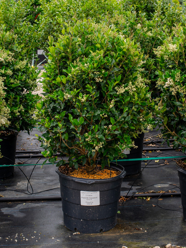 Curly Leaf Ligustrum Image