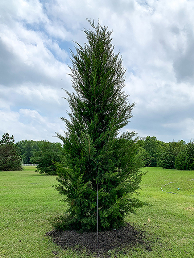 Brodie Eastern Red Cedar Image