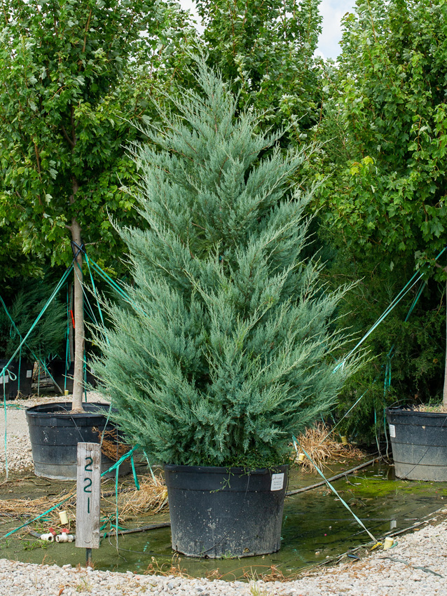 Burkii Eastern Red Cedar Image