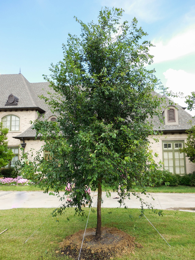 Lacebark Elm Image