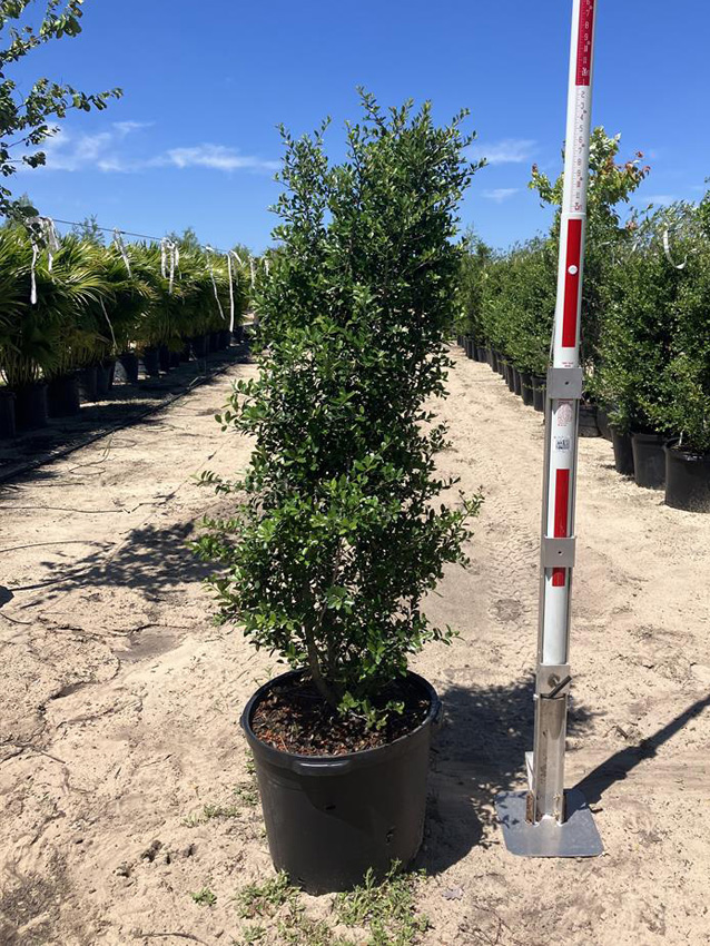 Upright Yaupon Holly Image