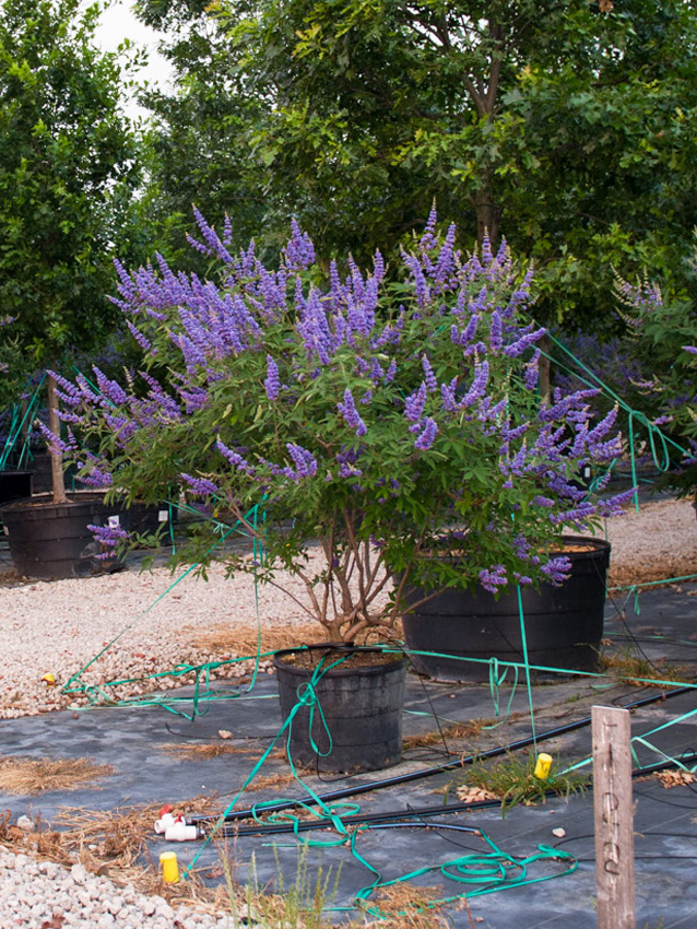 Vitex ‘Shoal Creek’ Image