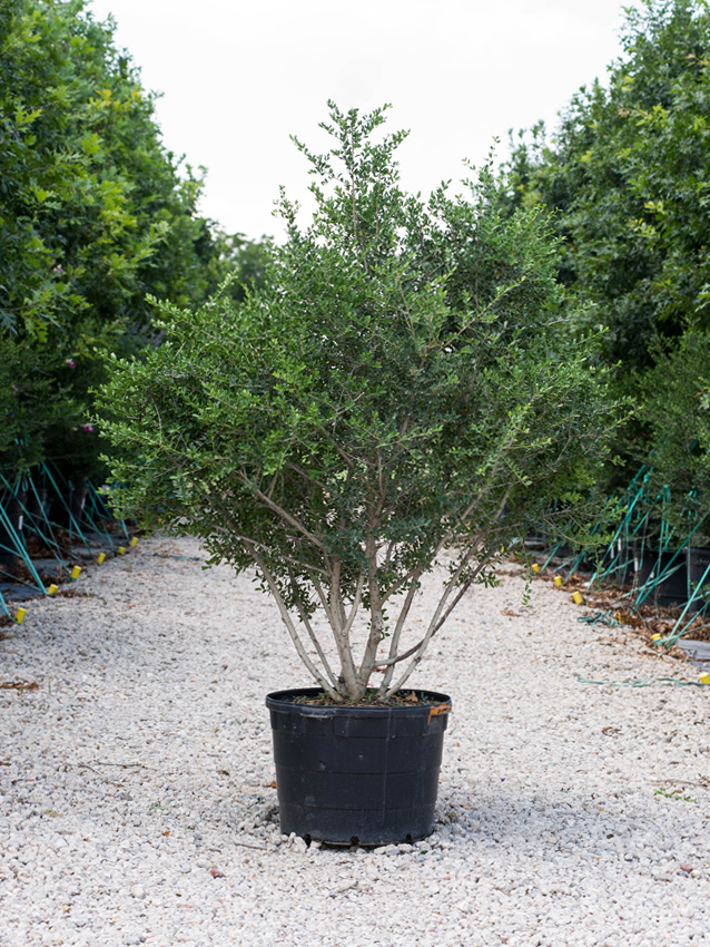 Pride of Houston Yaupon Holly Image