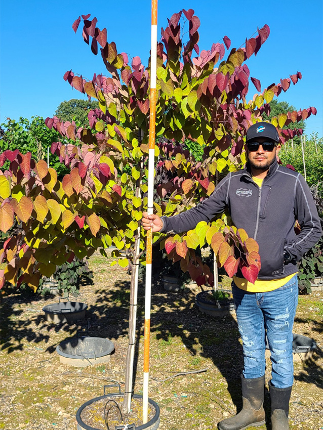 Flame Thrower Redbud Dallas TX Treeland Nursery flame-thrower-redbud-dallas-tx-treeland-nursery