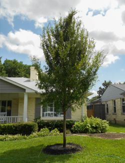 Allee Elm Tree planted in a North Texas frontyard. Installed and planted by Treeland Nursery.