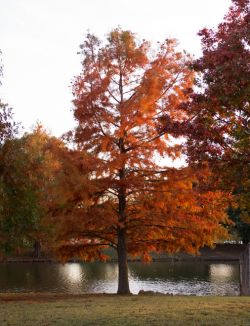 Bald Cypress Tree in the Fall. Picture taken at Treeland Nursery in front of the office.