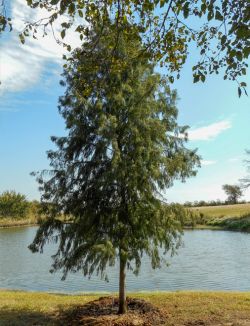 Bald Cypress Tree planted by a pond in North Texas. Tree planted and installed by Treeland Nursery.