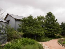 Mature Bald Cypress Trees found at the Ladybird Johnson Wildlife Center in Austin, TX. Photographed by Treeland Nursery.