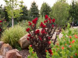 Black Diamond Crape Myrtle planted in the owner's garden at Treeland Nursery.