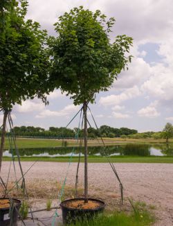 Brandywine Maple Tree in a container at Treeland Nursery. View our inventory and pricing page for current available sizes.