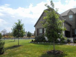 Bur Oak Trees planted by Treeland Nursery in a North Texas frontyard.