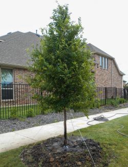 Frontier Elm Tree planted between a road and sidewalk in Frisco, TX. Tree installed and planted by Treeland Nursery.