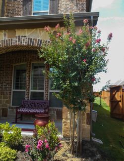 Tuscarora Crape Myrtle planted in flower bed in frontyard. Tree installed and planted by Treeland Nursery.