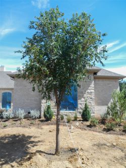 Chinese Pistachio Tree planted in a North Texas frontyard by Treeland Nursery.
