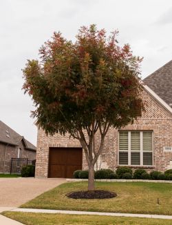 Maturing Chinese Pistachio Tree which is just starting to turn Fall colors in Prosper, TX. Photographed by Treeland Nursery.