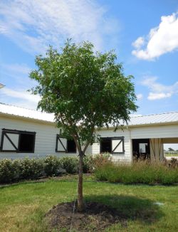 Chinese Pistachio Tree planted alongside a barn and flowerbed. Planted and installed by Treeland Nursery.