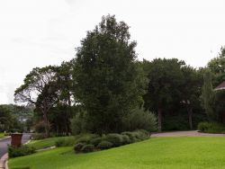 Mature Cleveland Select Pear in frontyard. Photographed by Treeland Nursery.