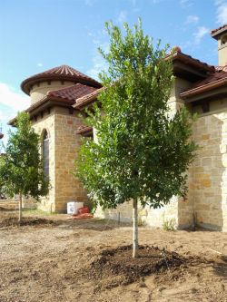 Evergreen Tree Form Eagleston Hollies planted in a flowerbed. Trees planted by Treeland Nursery.