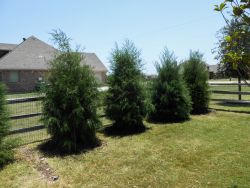 Row of Evergreen Eastern Red Cedars along a fence. Trees planted by Treeland Nursery.