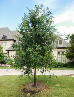 Lacebark Elm Tree planted along a North Texas driveway by Treeland Nursery.