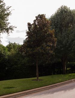 Mature Evergreen Little Gem Magnolia that has been pruned up over the years to form more of a tree form shape. Photographed by Treeland Nursery.