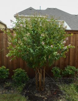 Muskogee Crape Myrtle planted in North Texas along a fence in a flowerbed. Installed and planted by Treeland Nursery.