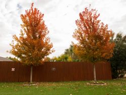 Maturing October Glory Maples turning Fall colors in Arlington, TX. Photographed by Treeland Nursery.