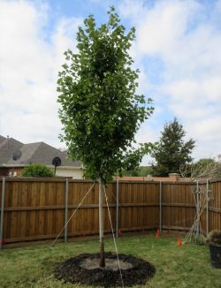 Newly planted October Glory Maple in a Frisco, Texas backyard. Installed and planted by Treeland Nursery.