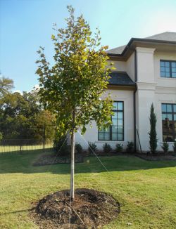 October Glory Maple planted in a frontyard in Southlake, Texas by Treeland Nursery.