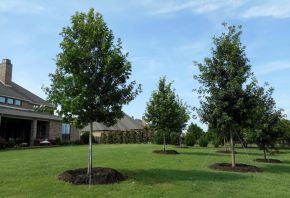 Beautiful install of Red Oak Trees with natural random spacing. Trees planted and installed by Treeland Nursery.