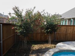 Tuscarora Crape Myrtles planted alongside a pool in a flowerbed. Installed and planted by Treeland Nursery.